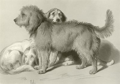 De drie honden door Edwin Landseer